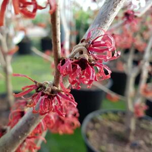 Hamamelis × intermedia 'Diane' 150-175 cm